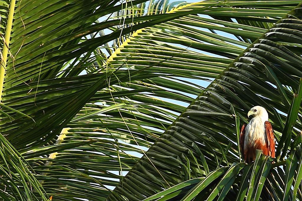 Duwa Villas アハンガマ エクステリア 写真