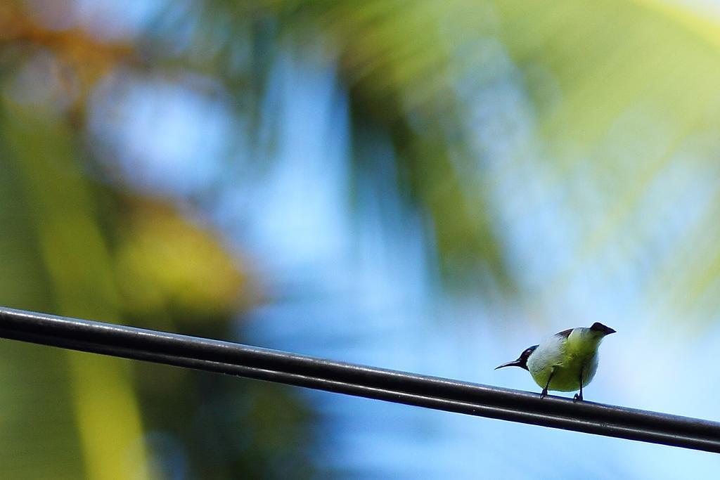 Duwa Villas アハンガマ エクステリア 写真