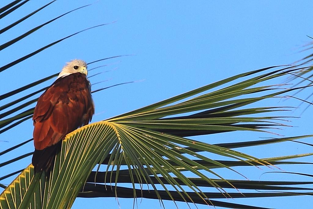 Duwa Villas アハンガマ エクステリア 写真